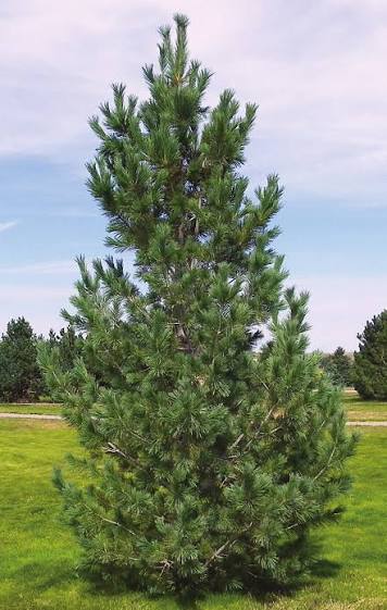 Southwestern White Pine