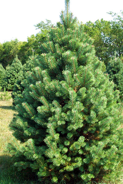 Scotch Pine (Containerized) FOR CHRISTMAS TREE USE ONLY