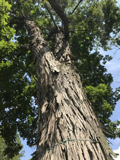 Shellbark Hickory