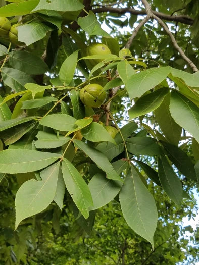 Shellbark Hickory