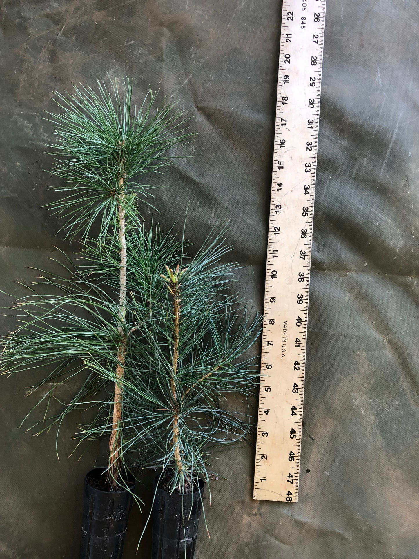 Southwestern White Pine (Containerized)