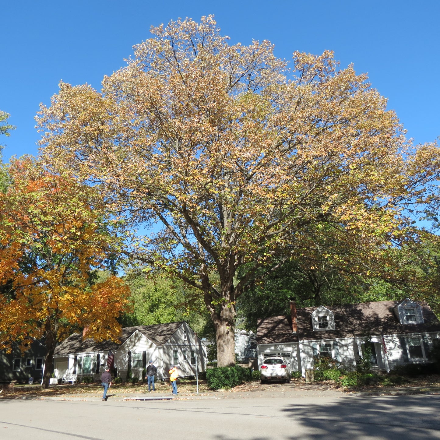 Swamp White Oak