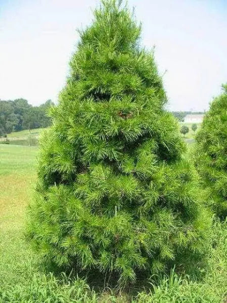 Virginia Pine