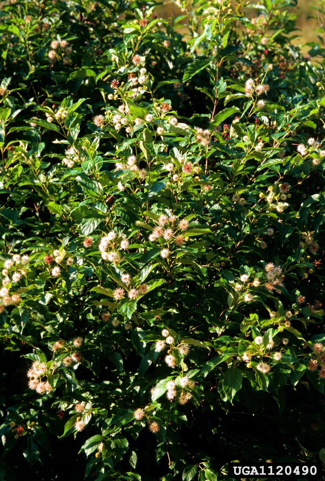 Fall Variety Shrub Pack