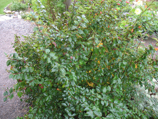 Peking Cotoneaster