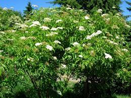 Elderberry (Containerized)