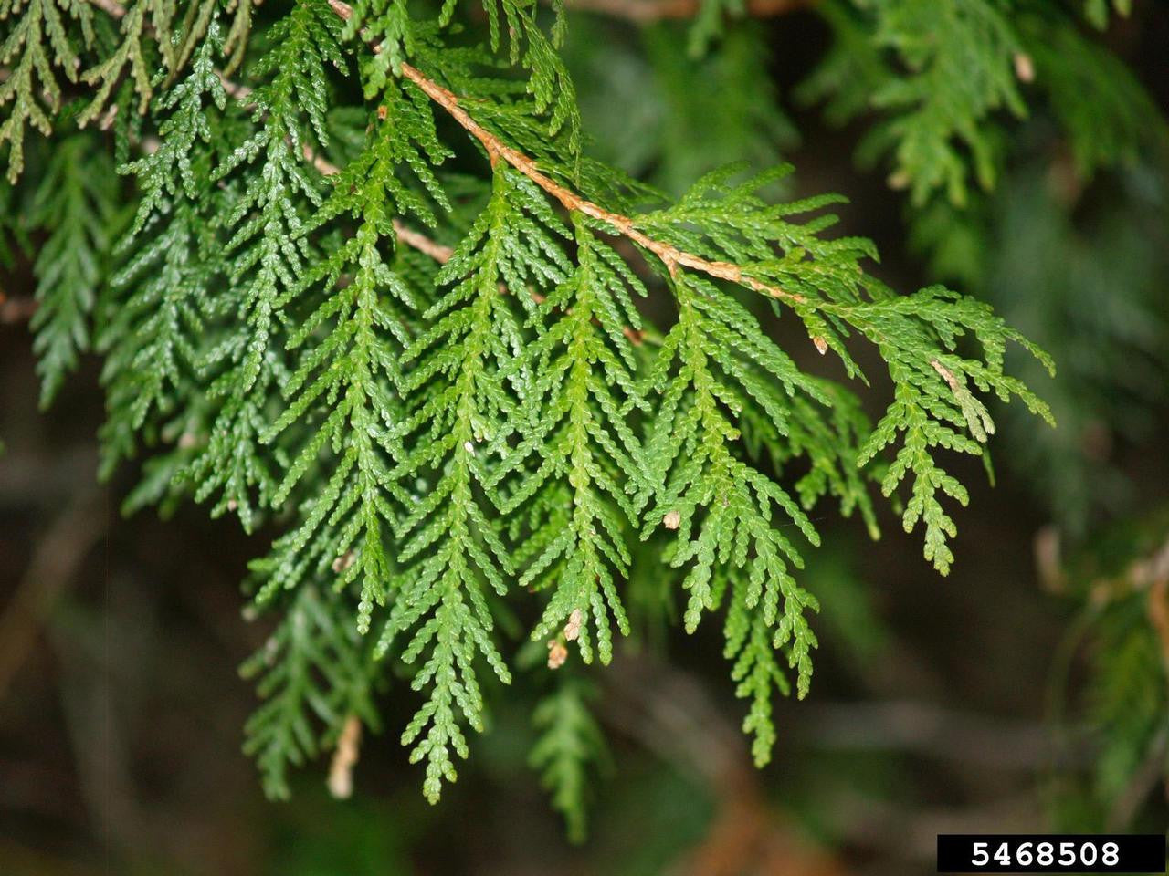 Arborvitae  (Containerized)