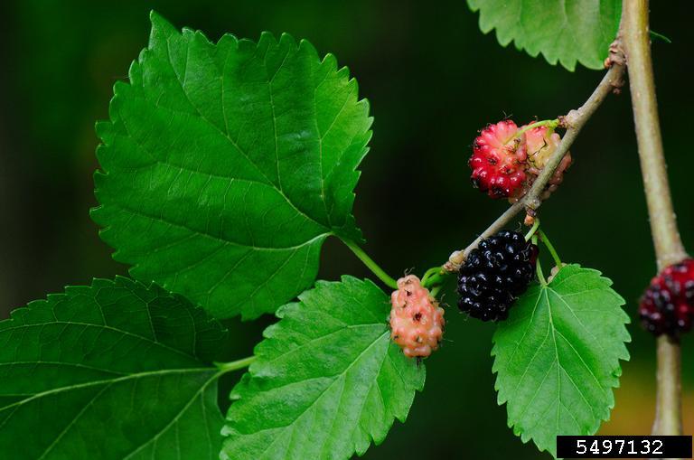 Red Mulberry