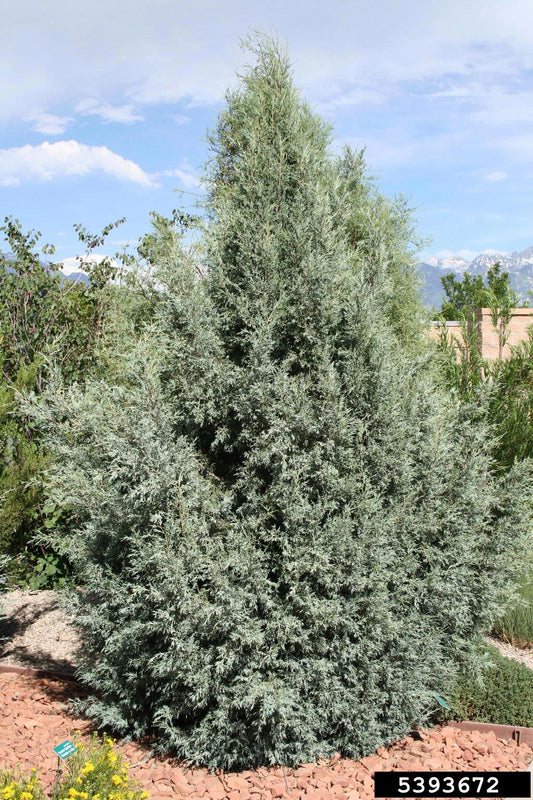 Rocky Mountain Juniper