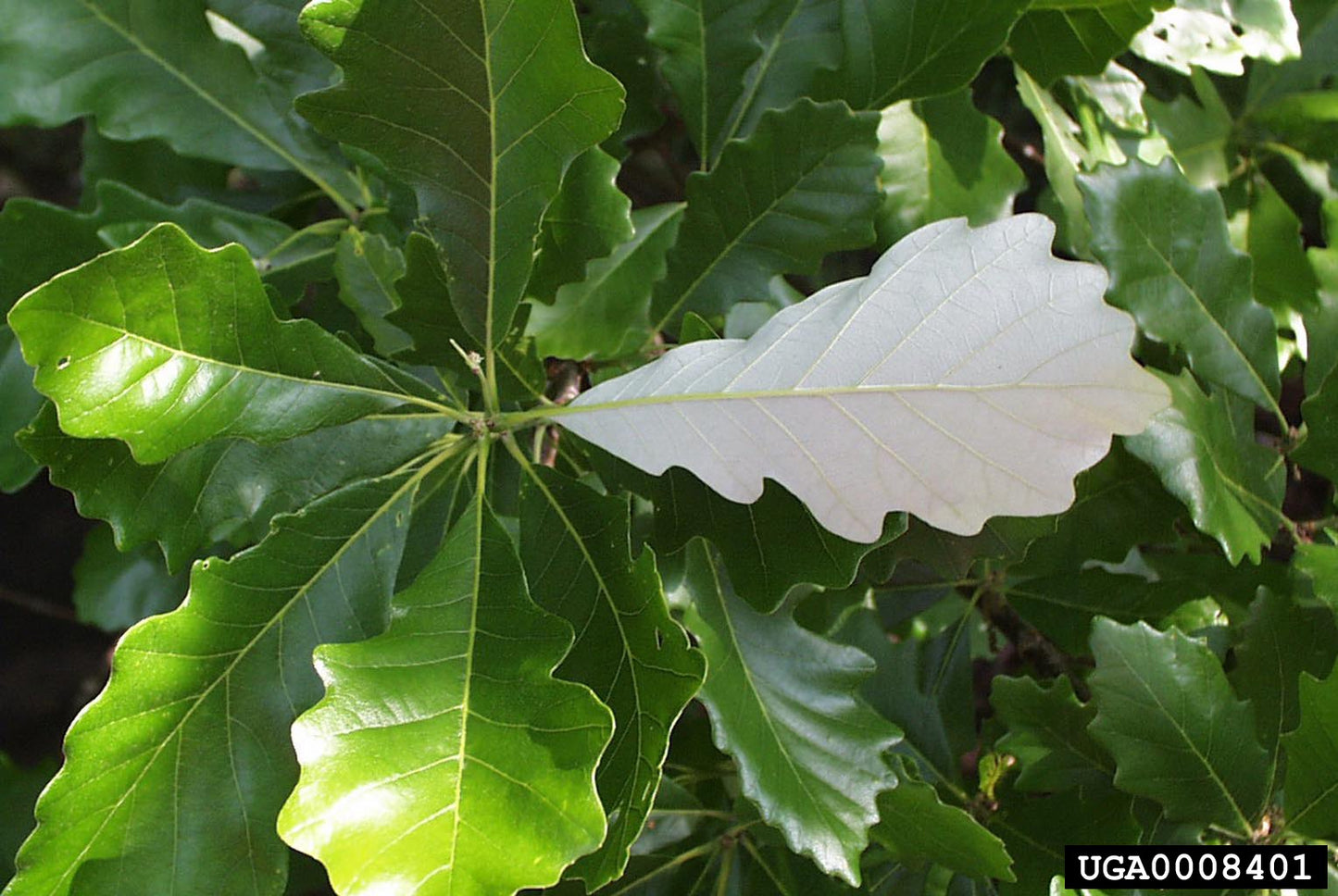 Swamp White Oak (Containerized)