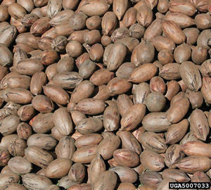 Pecan Seed