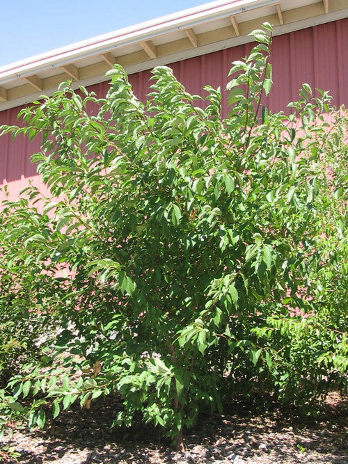 American Plum (Containerized)