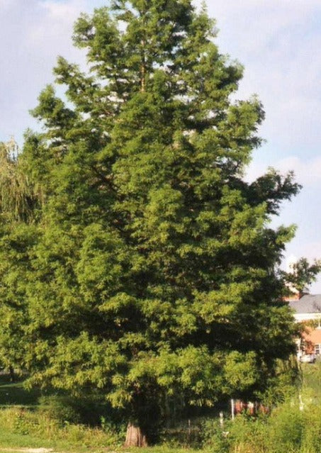 Baldcypress (Containerized)