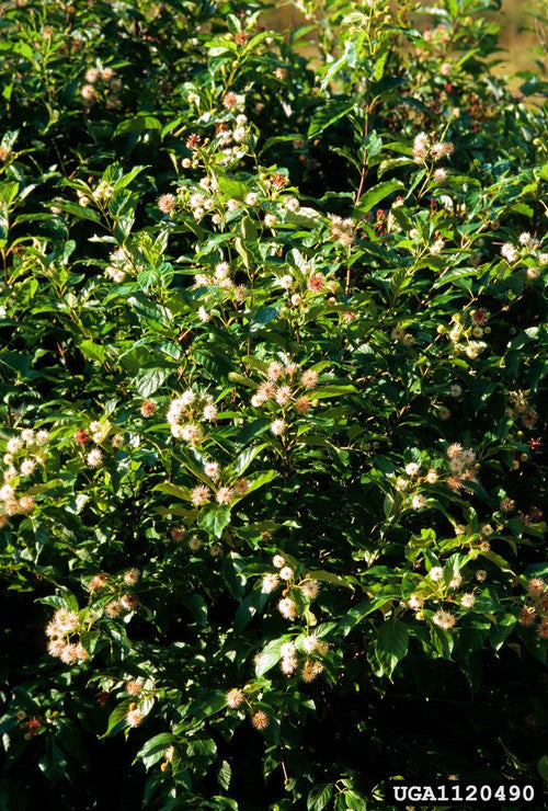 Button Bush (Containerized)