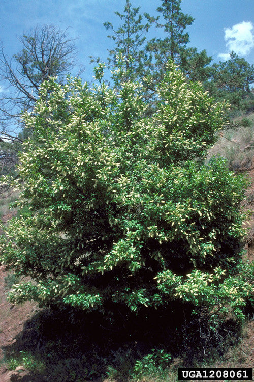 Chokecherry  (Containerized)