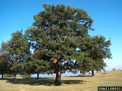 English Oak  (Containerized)