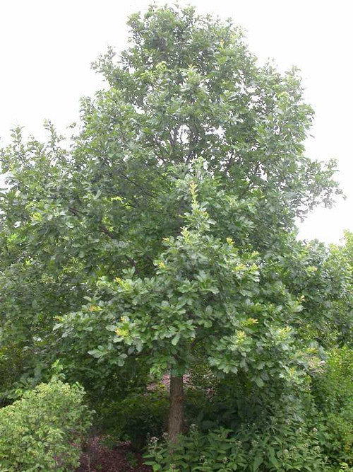 Swamp White Oak (Containerized)