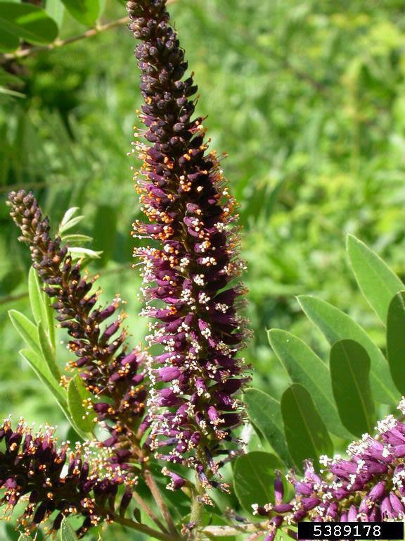 False Indigo (Containerized)