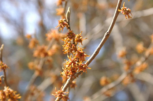 Vernal Witchhazel