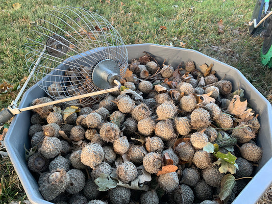 Bur Oak Seed