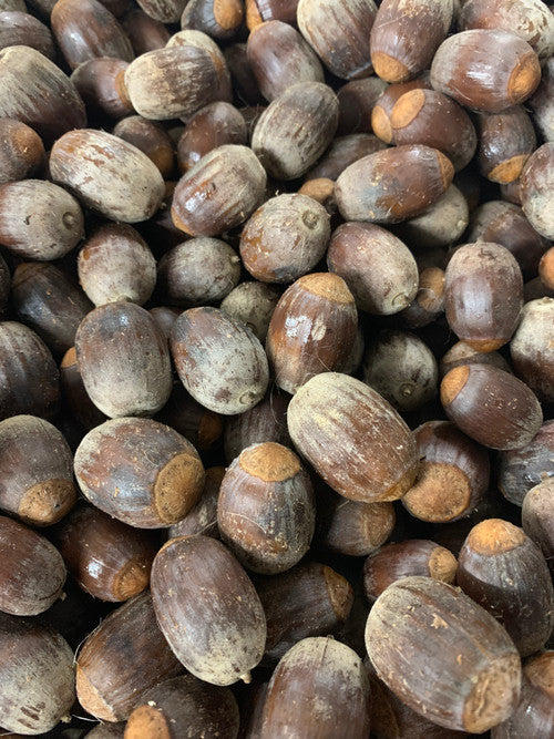 Bur Oak Seed