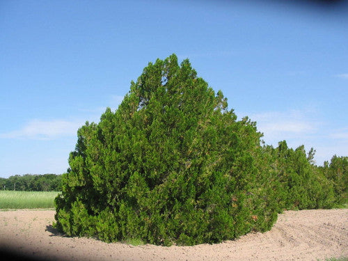 Arborvitae  (Containerized)