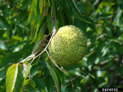 Osage Orange
