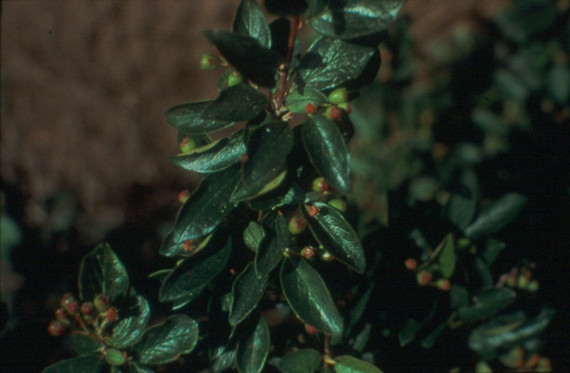 Peking Cotoneaster