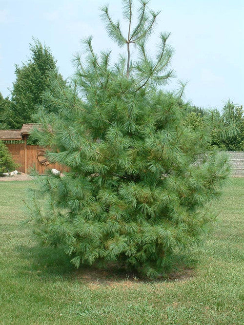 Eastern White Pine