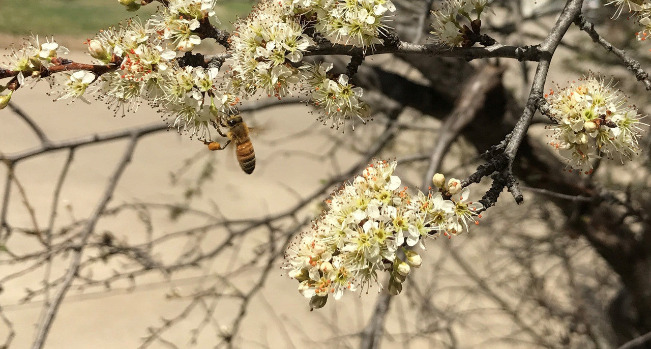 Western Pollinator Bundle