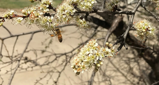 Western Pollinator Bundle