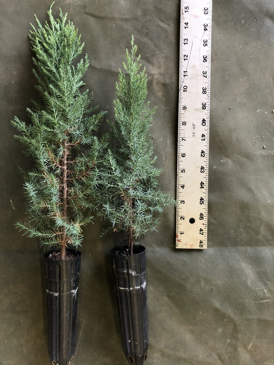 Rocky Mountain Juniper (Containerized)