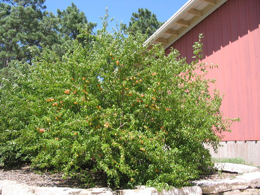 Sandhill Plum (containerized)