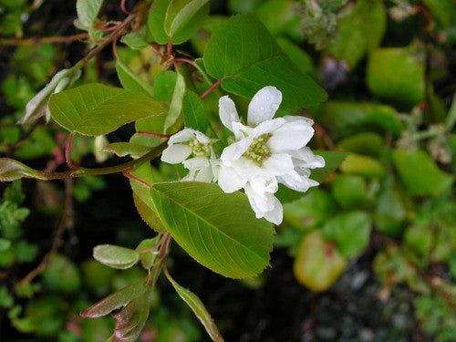 Serviceberry