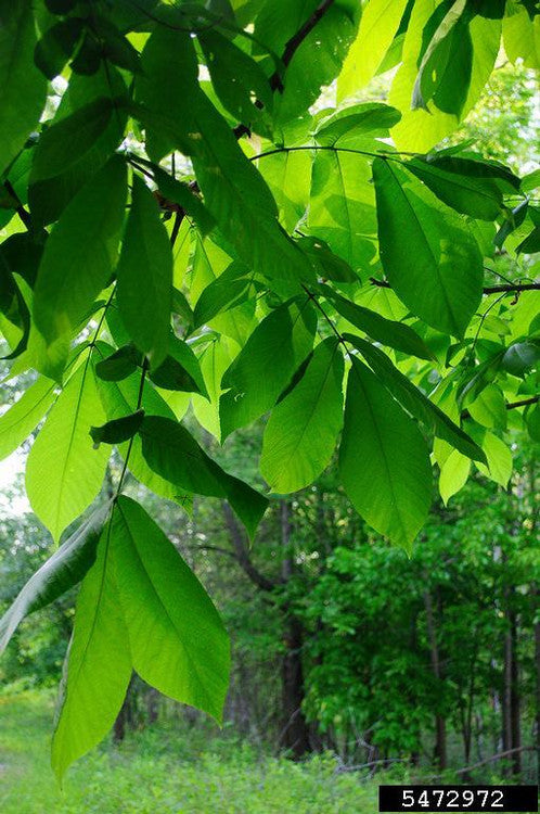Shellbark Hickory