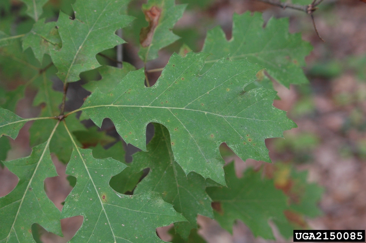 Shumard Oak  (Containerized)