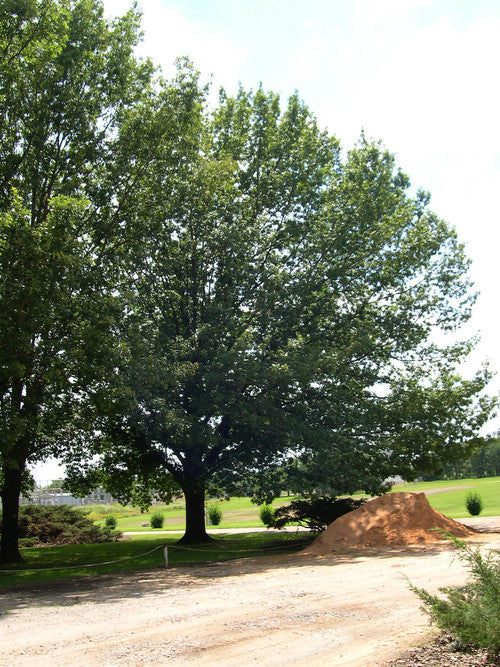 Shumard Oak  (Containerized)