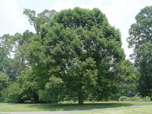 White Oak (Containerized)