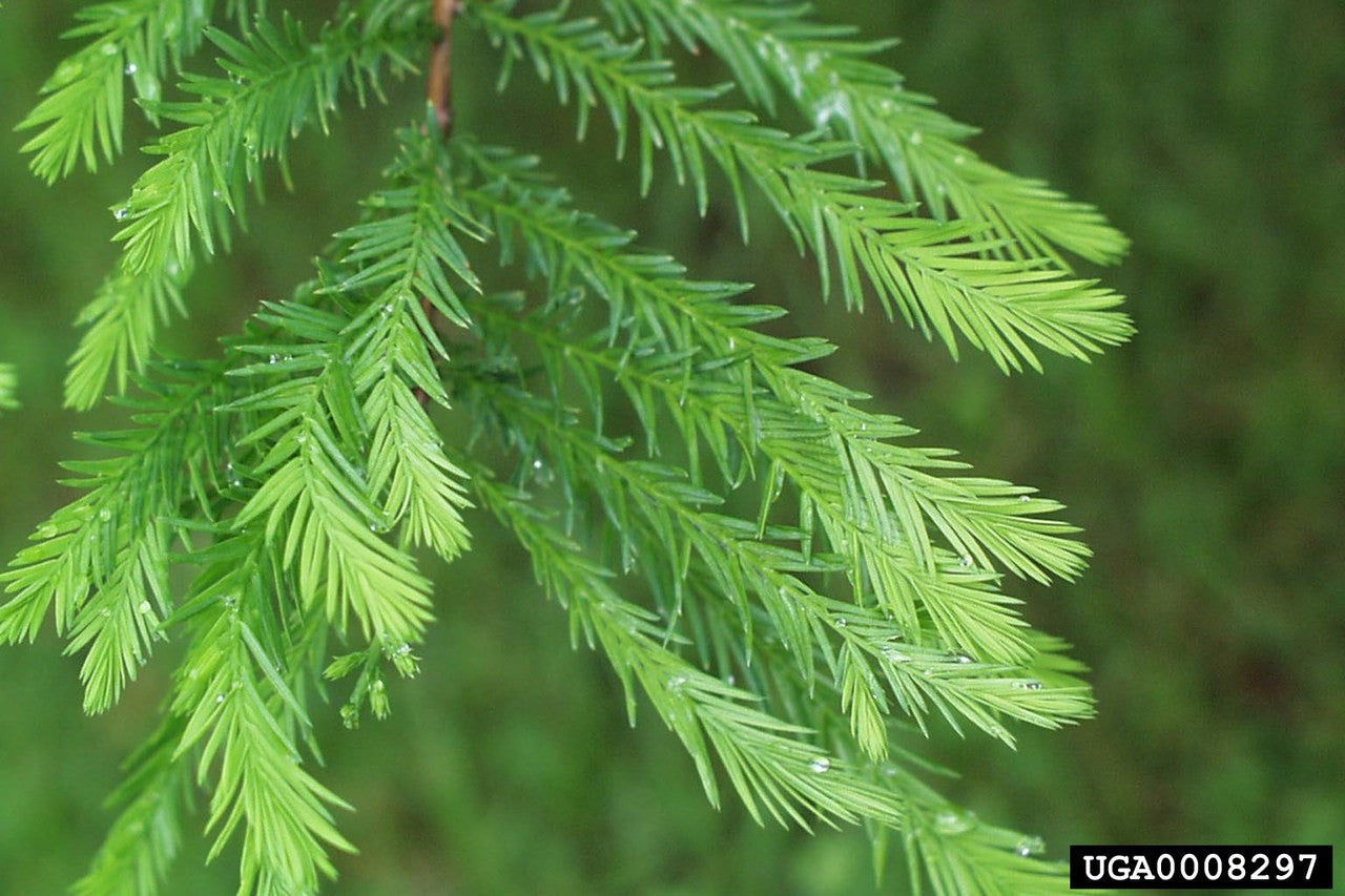 Baldcypress