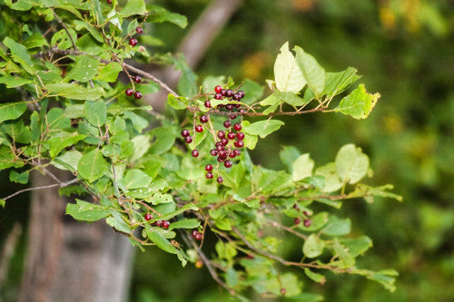 Black Cherry