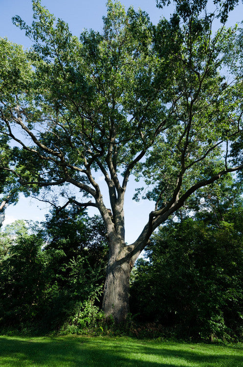 Black Oak