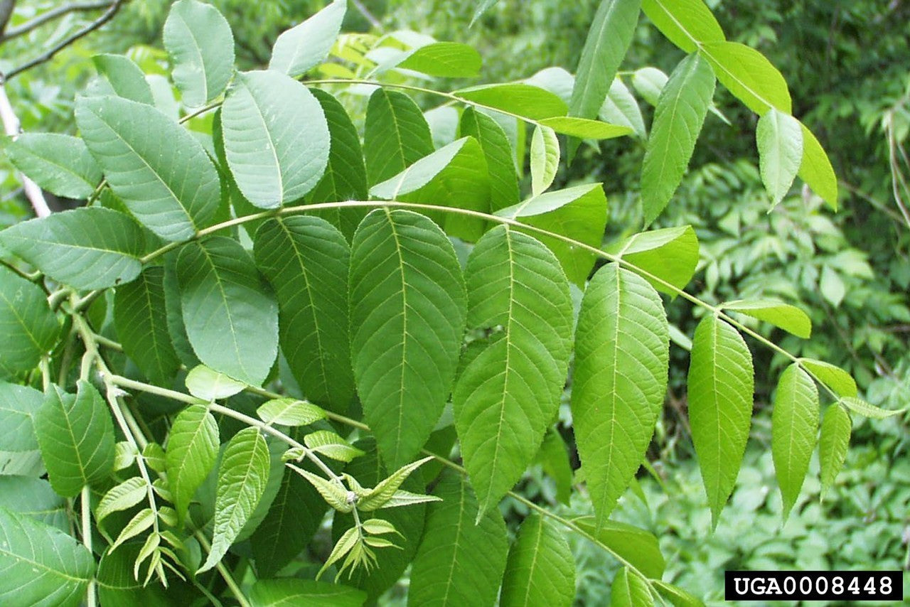 Black Walnut (Containerized)