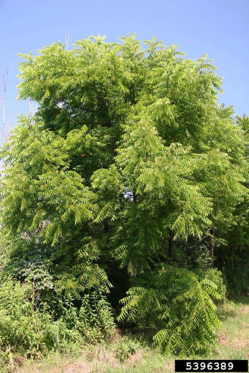 Black Walnut (Containerized)