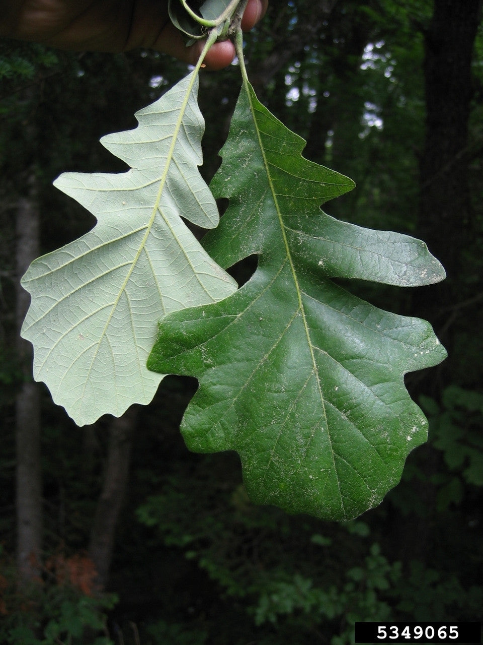 Bur Oak