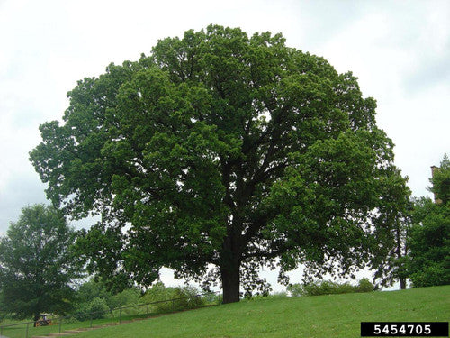 Bur Oak (Containerized)