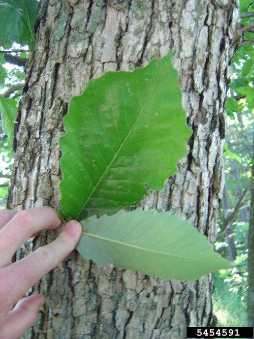 Chinkapin Oak (Containerized)