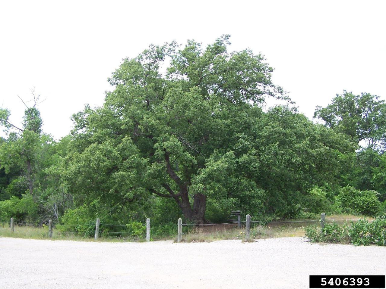 Chinkapin Oak