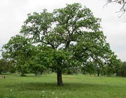 Post Oak