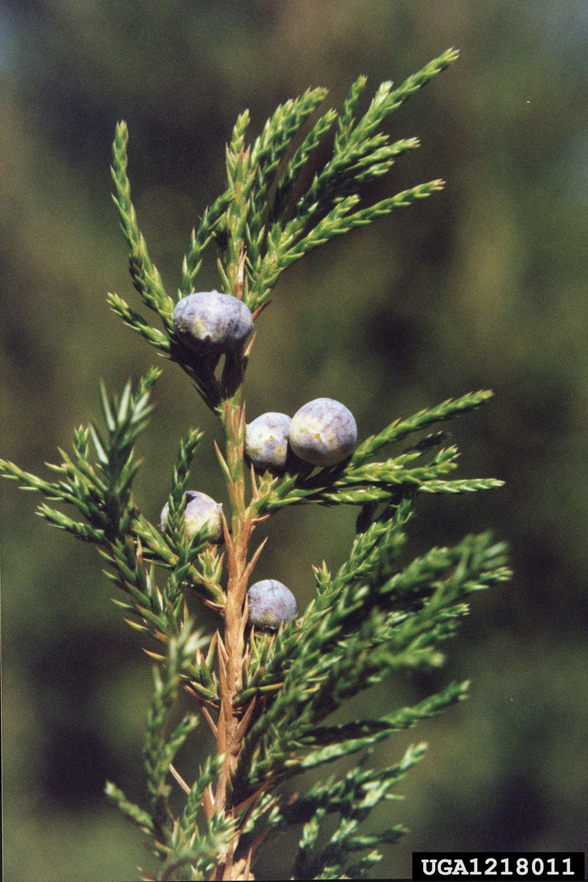 Eastern Redcedar