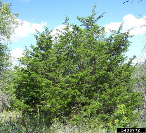 Eastern Redcedar